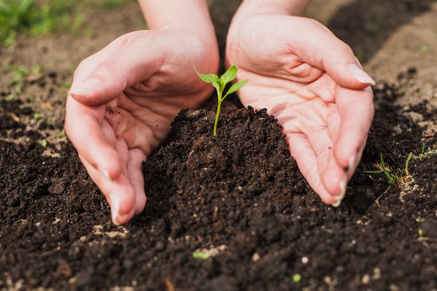 Foto manos plantando