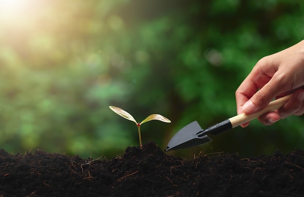 Manos plantar un joven brote verde o plántula en el suelo Ecología de paisajismo nueva vida