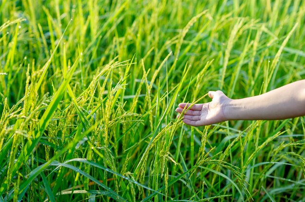 Las manos y las plantas de arroz están creciendo de color verde brillante.