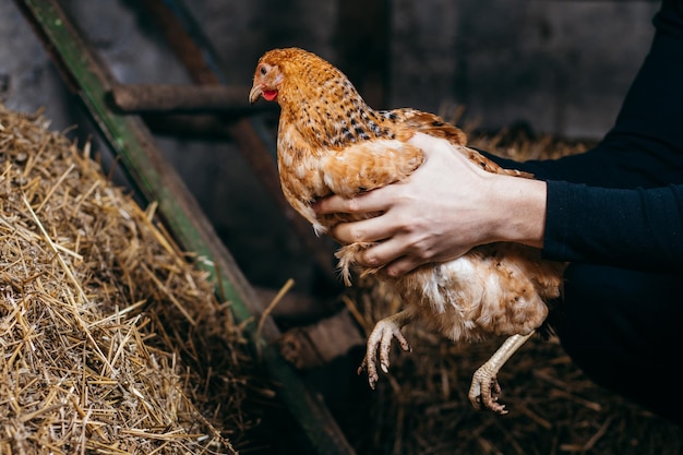 Manos con pollo en gallinero