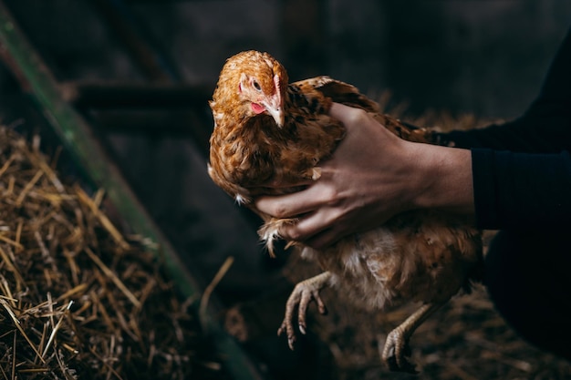 Manos con pollo en gallinero