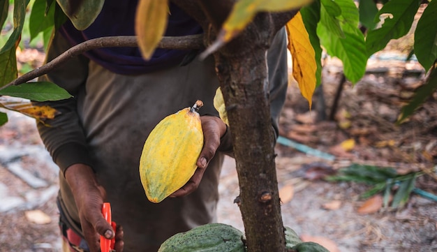 Las manos de primer plano de un agricultor de cacao usan tijeras de podar para cortar las vainas de cacao o el cacao amarillo maduro de la fruta