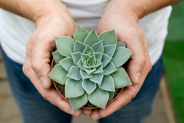 Foto manos de primer plano con planta elegante