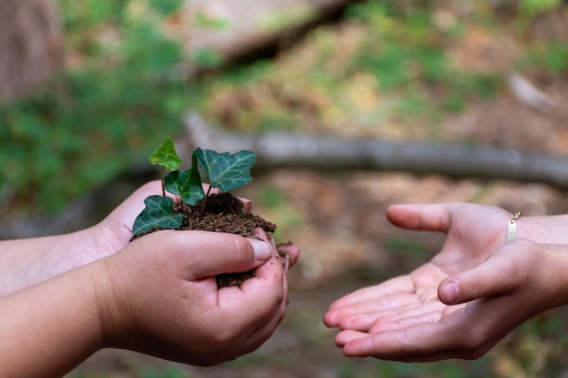 Foto manos que pasan la tierra a otras manos