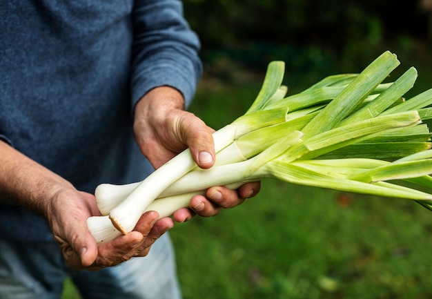 Manos que sostienen los productos orgánicos de la cebolleta japonesa de la granja.