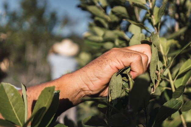 Manos recogiendo las hojas de la planta de yerba mate.