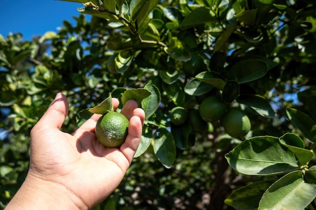 Manos recogiendo limones maduros en la plantación