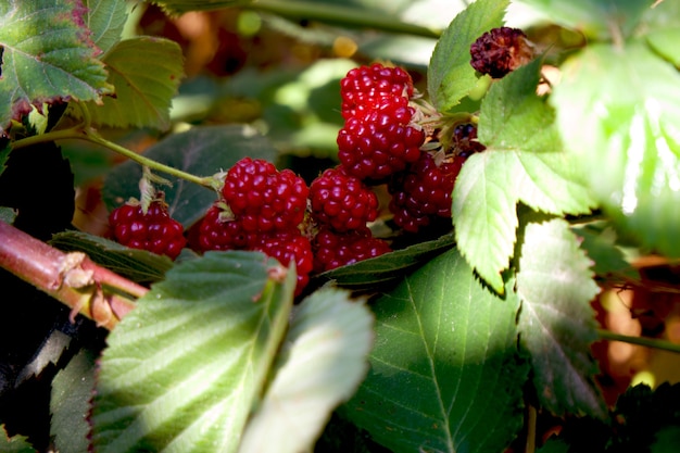 Manos recogiendo moras durante la temporada principal de cosecha con canasta llena de moras