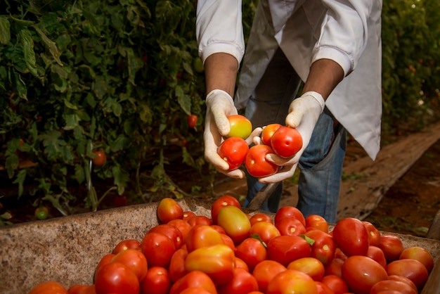 Manos recogiendo tomates y poniendo en la carretilla.