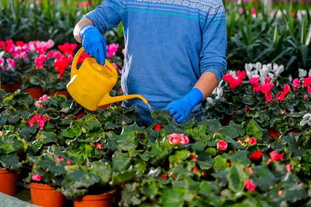 Manos regando las flores de una regadera