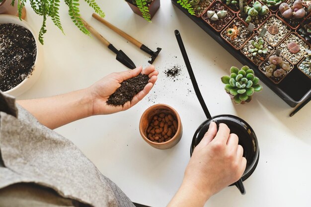 Manos segurando o solo para as plantas colocando o solo em vasos para o jardim doméstico