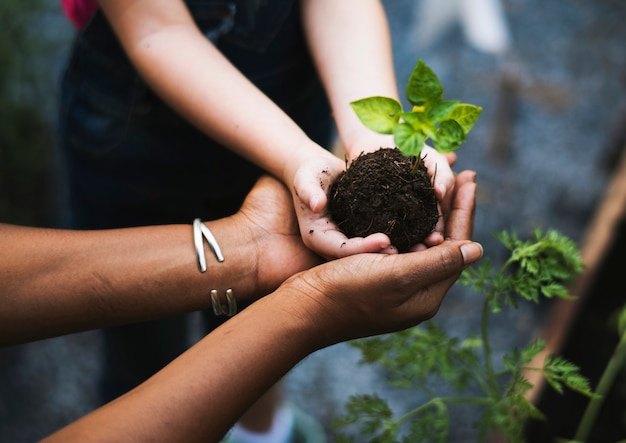 Manos sosteniendo un árbol para plantar