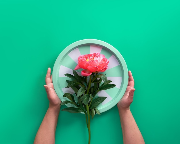 Manos sosteniendo la bandeja con una sola flor de peonía rosa sobre fondo verde Vista superior de la imagen tonificada Fondo ecológico natural casual de moda Cumpleaños de verano o diseño de tarjeta de felicitación del día de la madre