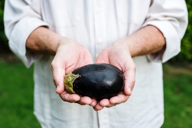 Manos sosteniendo berenjena productos orgánicos de granja