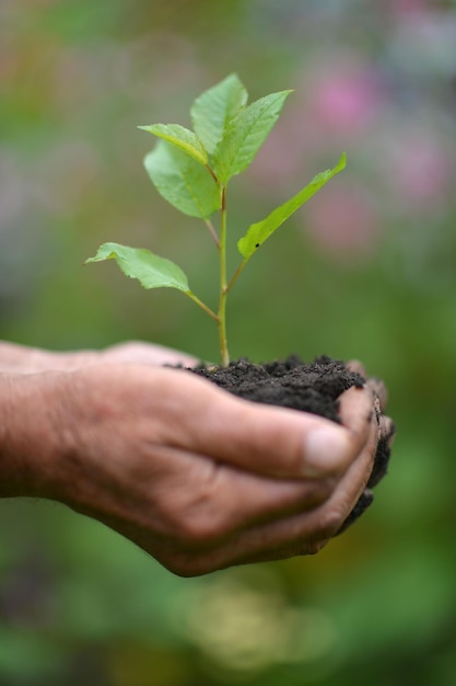 Manos sosteniendo un brote de árbol joven