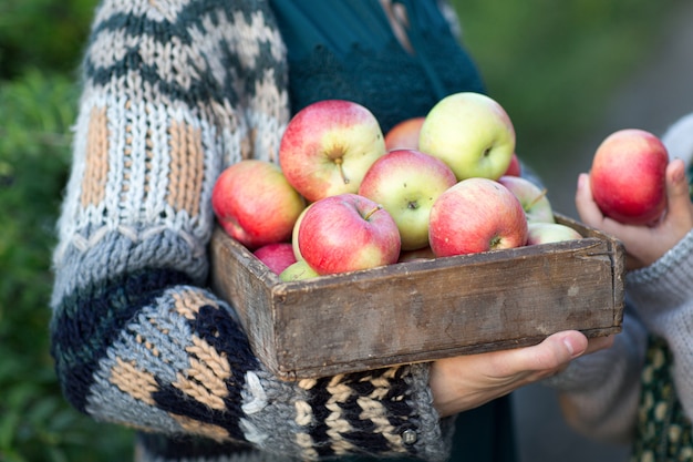 Manos sosteniendo una canasta con manzanas rojas