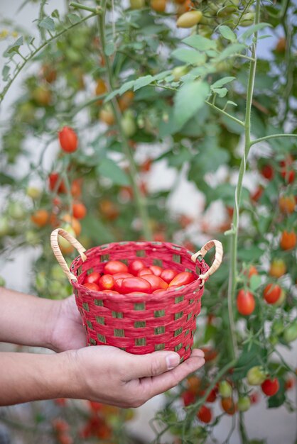 manos sosteniendo una canasta con tomates