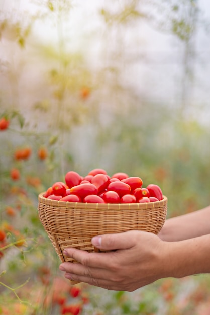 manos sosteniendo una canasta con tomates
