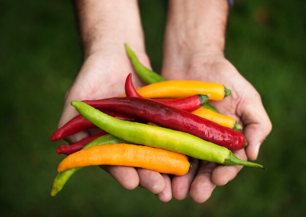 Manos sosteniendo chile productos orgánicos de la granja