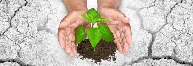 Manos sosteniendo el crecimiento del árbol