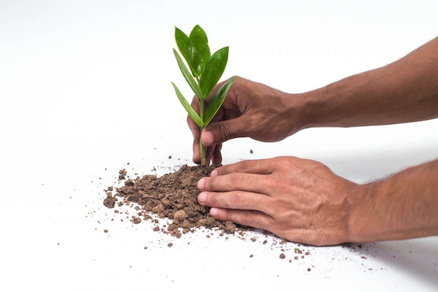 Manos sosteniendo y cuidando una planta joven verde