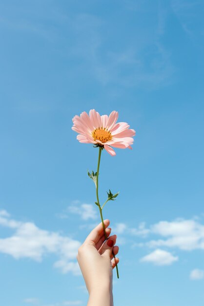 Manos sosteniendo una flor aislada en el fondo del cielo