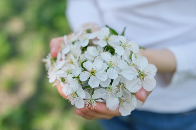 Manos sosteniendo flores de cerezo blanco floreciente