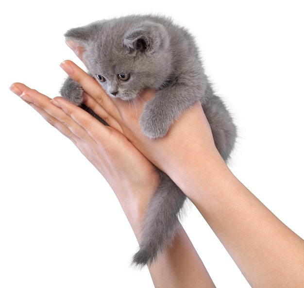 Manos sosteniendo gatito británico de pelo corto en el aire