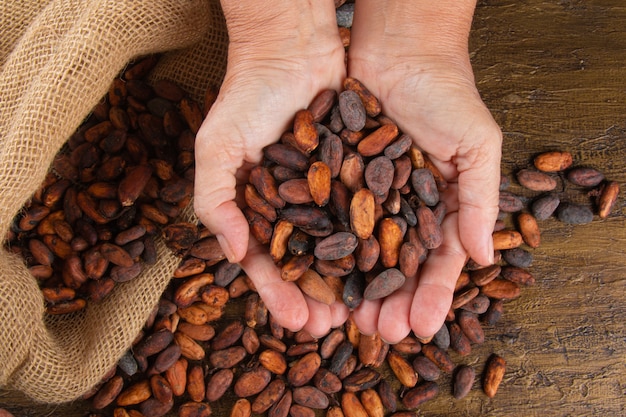 Manos sosteniendo granos de cacao crudos recién cosechados sobre una bolsa con granos de cacao.