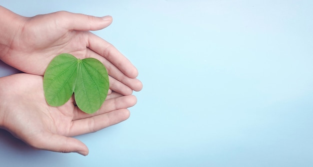 Manos sosteniendo la hoja como forma de pulmones concepto de aire fresco respiratorio de órgano de aire ecológico