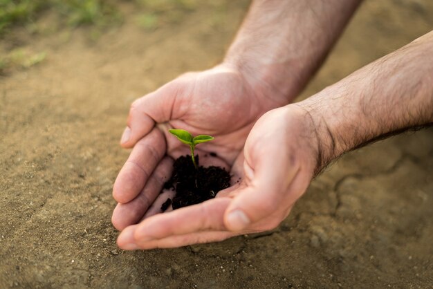 Foto manos sosteniendo joven brote verde