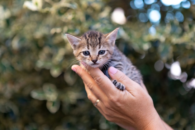 Manos sosteniendo un lindo gatito en el jardín