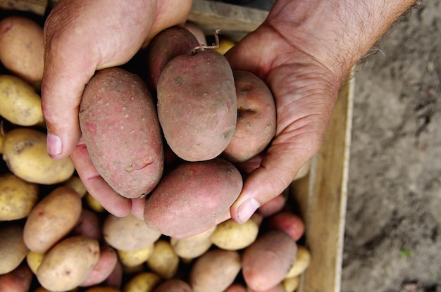 Manos sosteniendo papas frescas recién excavadas en el suelo