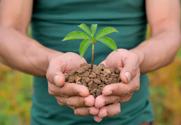 Manos sosteniendo pequeña planta joven