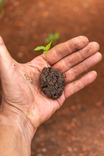 Foto manos sosteniendo pequeñas plántulas de pimiento concepto de jardín de casa de sostenibilidad, ecología y vida saludable