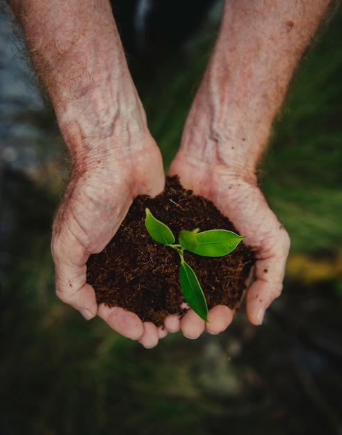 Foto manos sosteniendo una pila de tierra con una planta en crecimiento.