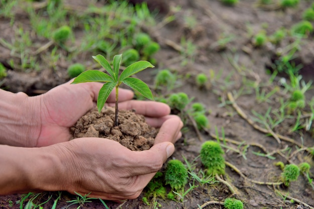 Manos sosteniendo planta joven en fondos de naturaleza del suelo