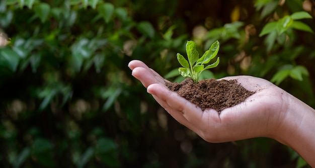 manos sosteniendo la planta joven sobre fondo natural