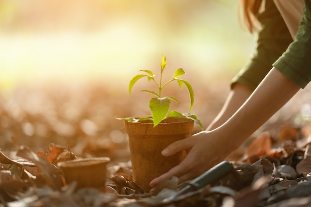 Manos sosteniendo una planta joven