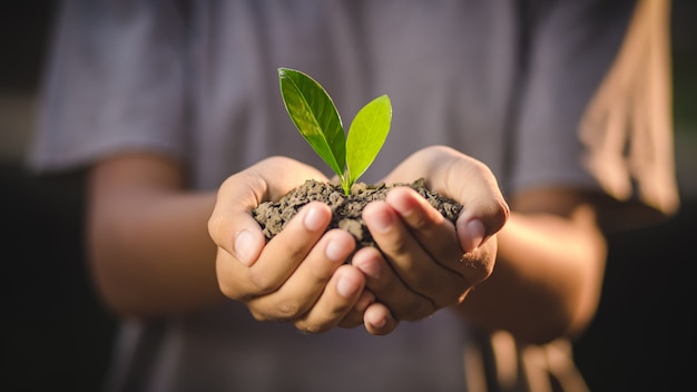 Manos sosteniendo planta joven