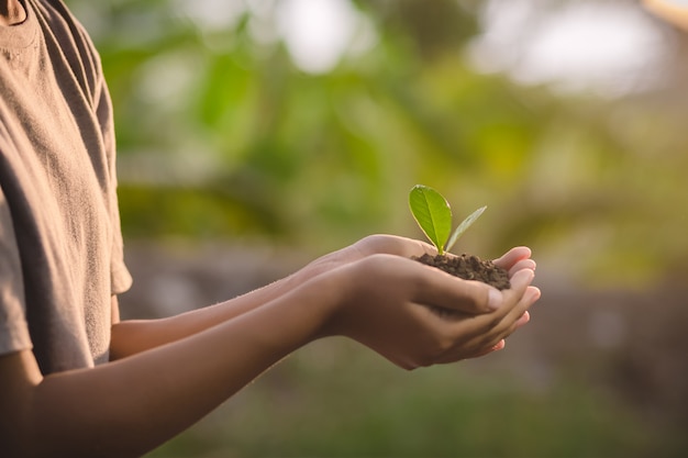 Manos sosteniendo planta joven