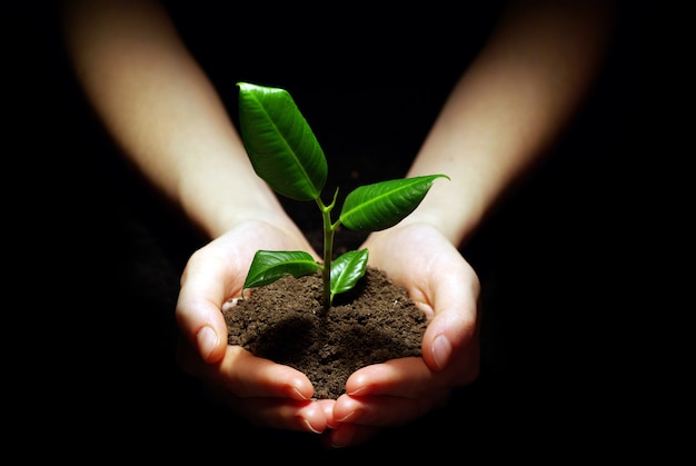 Manos sosteniendo la planta en el suelo en negro