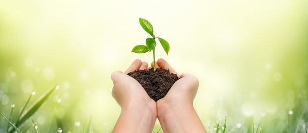 Manos sosteniendo la planta verde joven sobre fondo verde de la naturaleza. salvar el mundo. concepto de protección del medio ambiente.