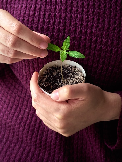 Manos sosteniendo la planta verde en maceta