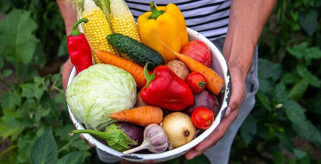 Manos sosteniendo un plato grande con diferentes verduras frescas de granja Cosecha de otoño y concepto de comida orgánica saludable