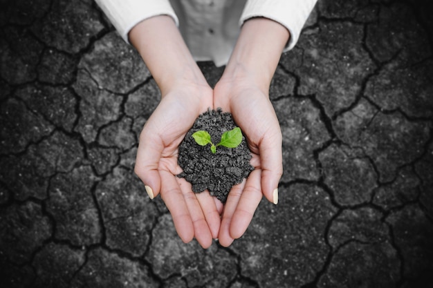 Manos sosteniendo semillas de plantas