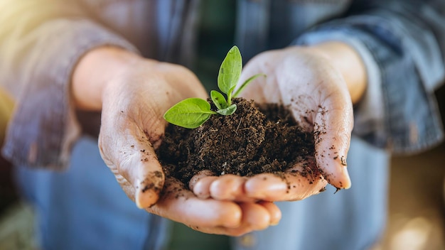 Las manos sostienen mucha tierra donde se plantan las plántulas