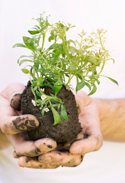 Manos con suelo húmedo y planta.