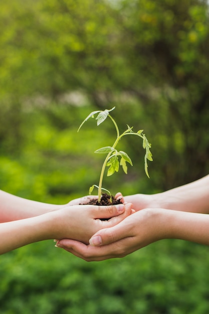 Manos sujetando planta pequeña