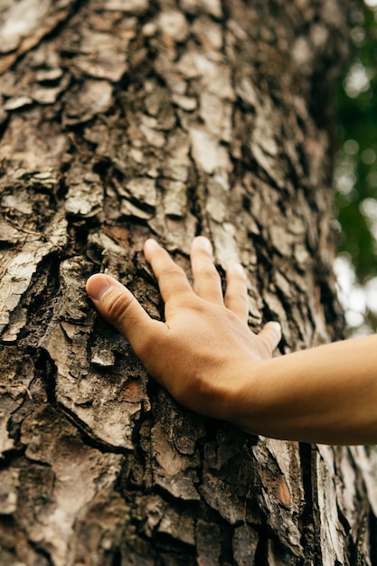 Manos tocando un árbol Conectando con la naturaleza